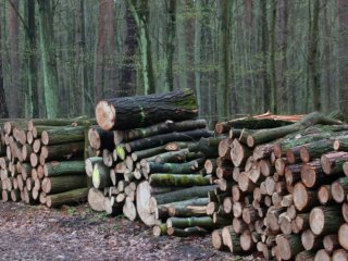 Nuo šiol per „Tvarkau Lietuvą“ galima pranešti apie kirtimų pažeidimus