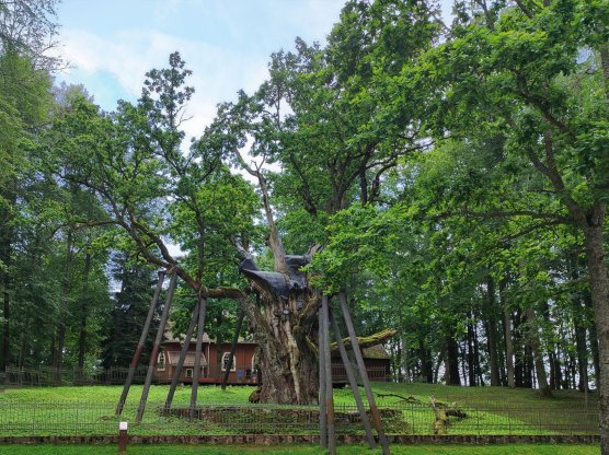 Naujienų migravimo testas