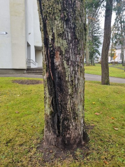 Naujienų migravimo testas