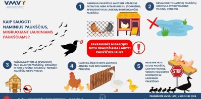 Paukščių gripas kelia grėsmę Lietuvos ūkiams: naminių paukščių augintojai raginami išlikti budriems