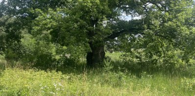 Didžiojoje saloje aptartos gamtotvarkos priemonės ir šlapynės atkūrimo galimybės