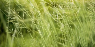 Parengtas naujas natūralių pievų ir ganyklų, pelkių ir šaltinynų specialiųjų žemės naudojimo...
