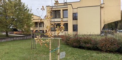 Rūšiavimo čempionams – ąžuoliukas šalia savivaldybės
